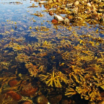 海藻と海草の違いとは？！